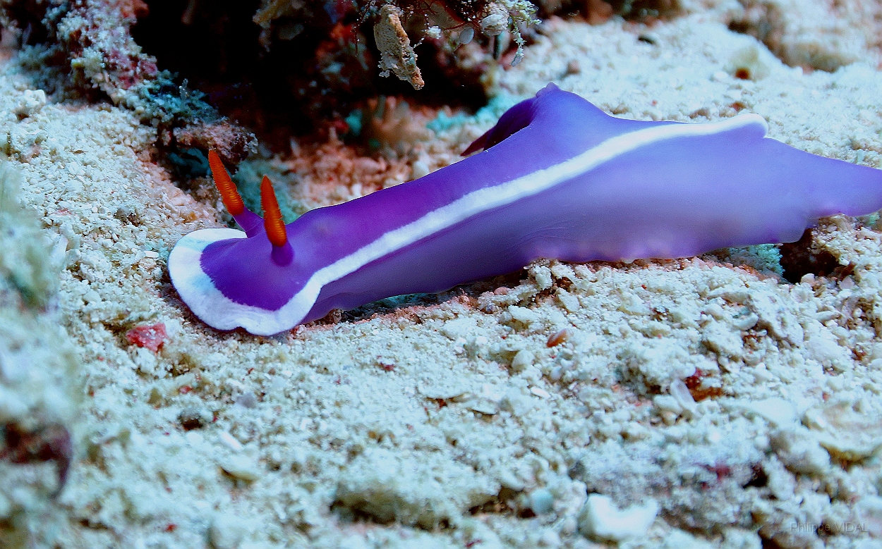 Sipadan_2015_Nudibranche_Hypselodoris cf bullockii-1_IMG_2715_rc.jpg